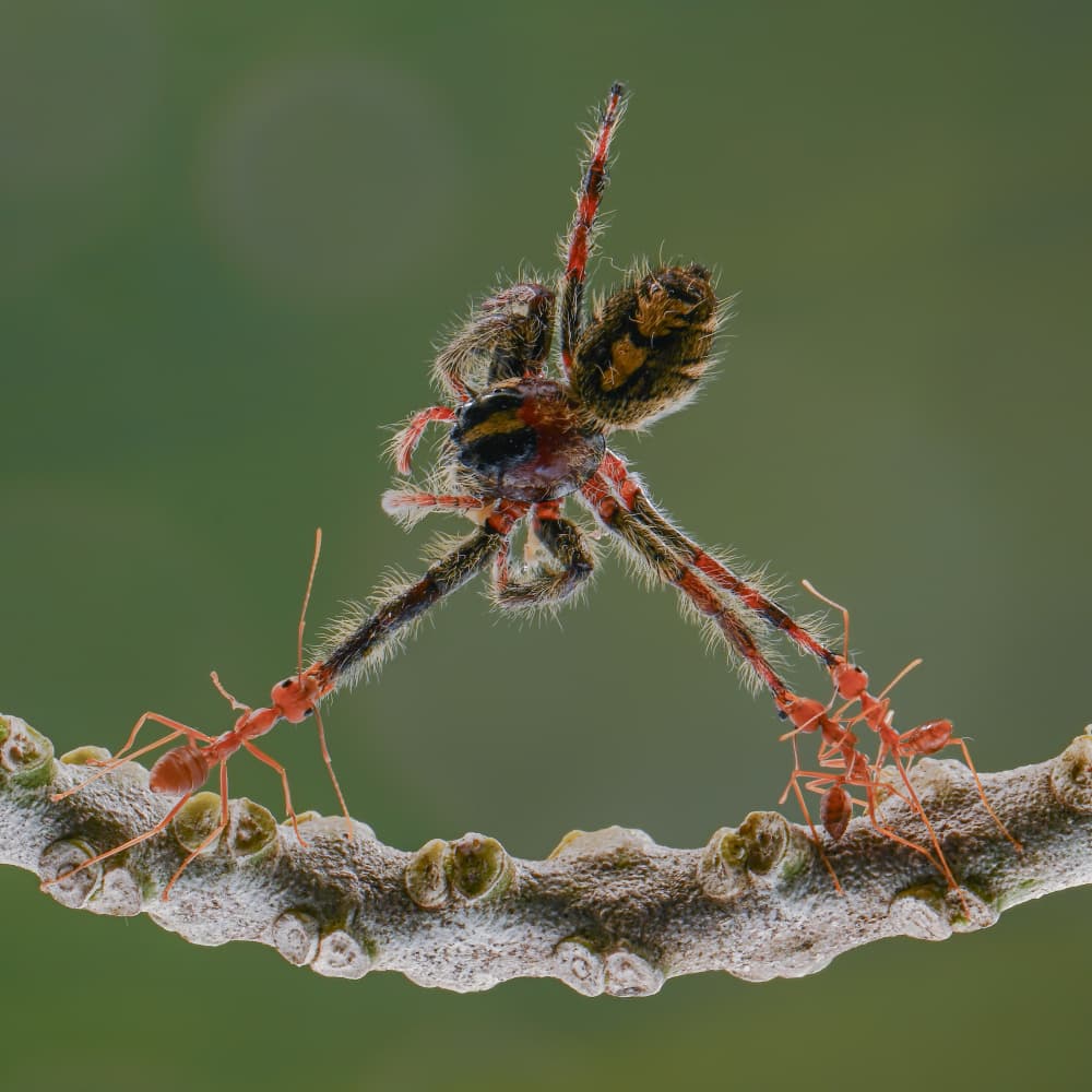 Ants Carry Spider by Edy Pamungkas — canvas wall art