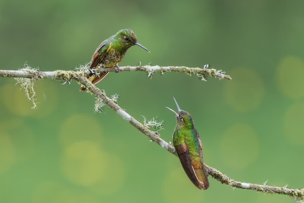 Hummingbird Branch Interaction by Rajat Dhesi — canvas wall art