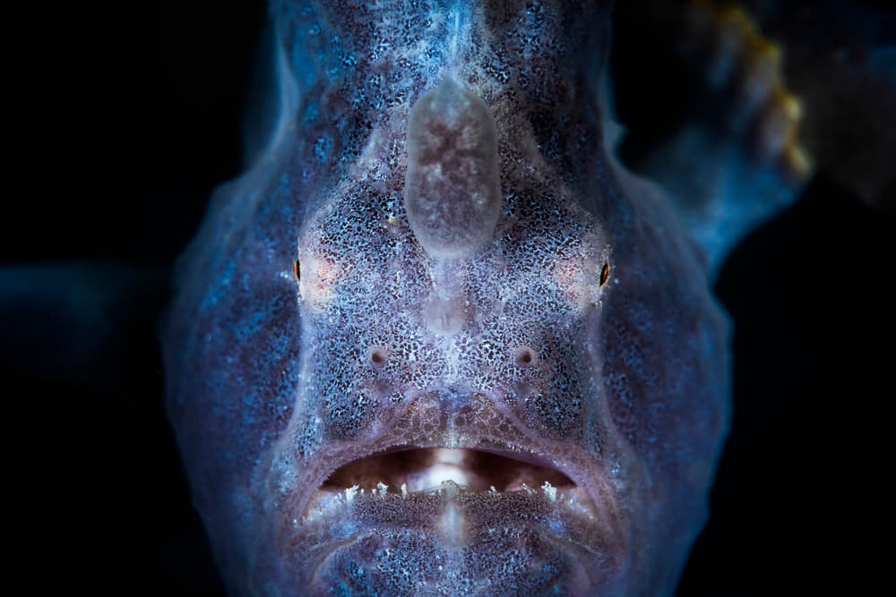 Blue Frogfish Portrait by Barathieu Gabriel — canvas wall art