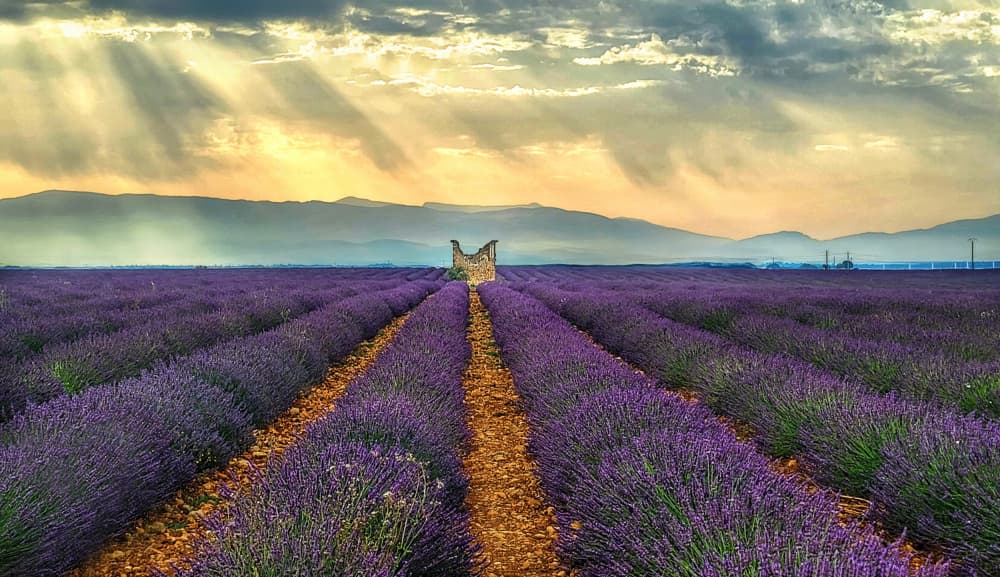 Lavender Field Golden Hour by Jie Jin — canvas wall art