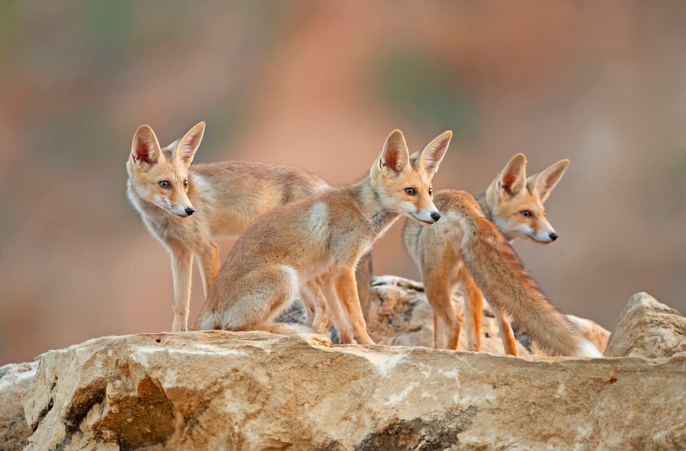 Desert Fox Family by Shlomo Waldmann — canvas wall art
