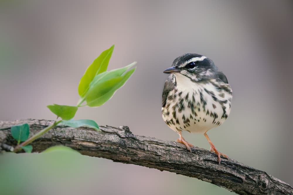 Peaceful Forest Bird by ZY Zhang — canvas wall art