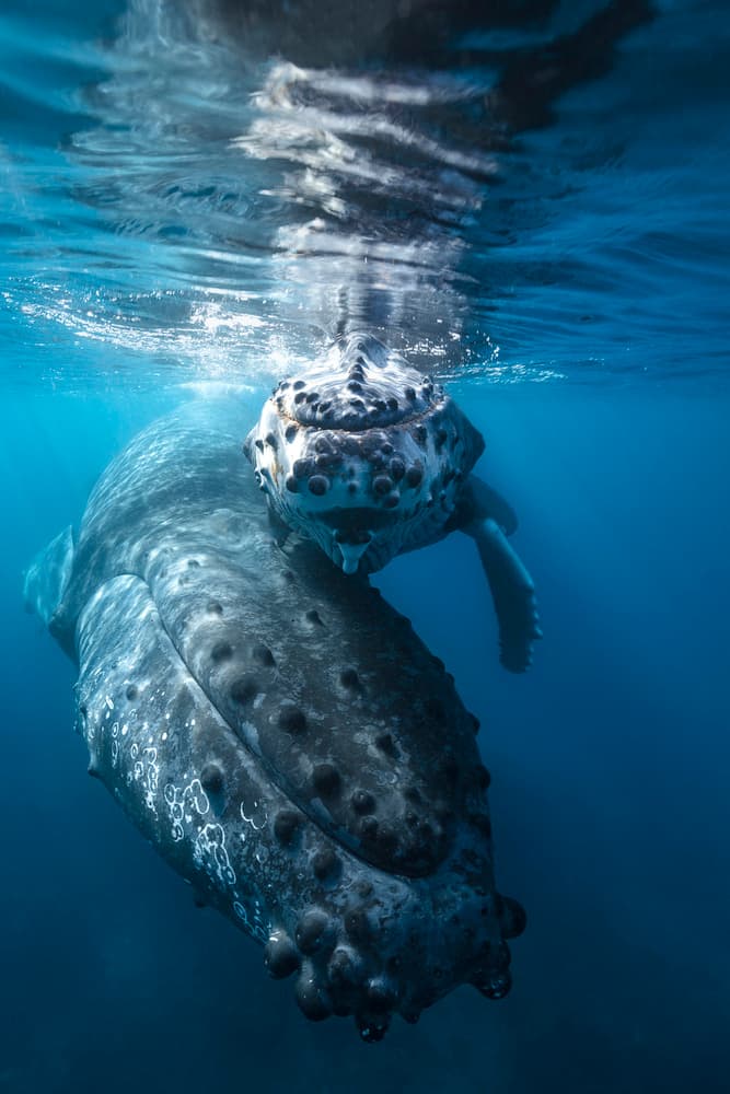 Whale Mother and Calf by Barathieu Gabriel — canvas wall art