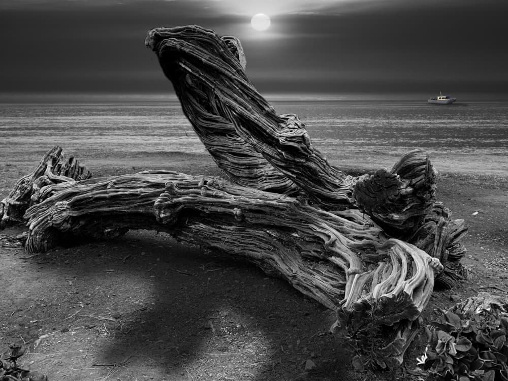 Driftwood Moon Beach by LARRY BUTTERWORTH — canvas wall art
