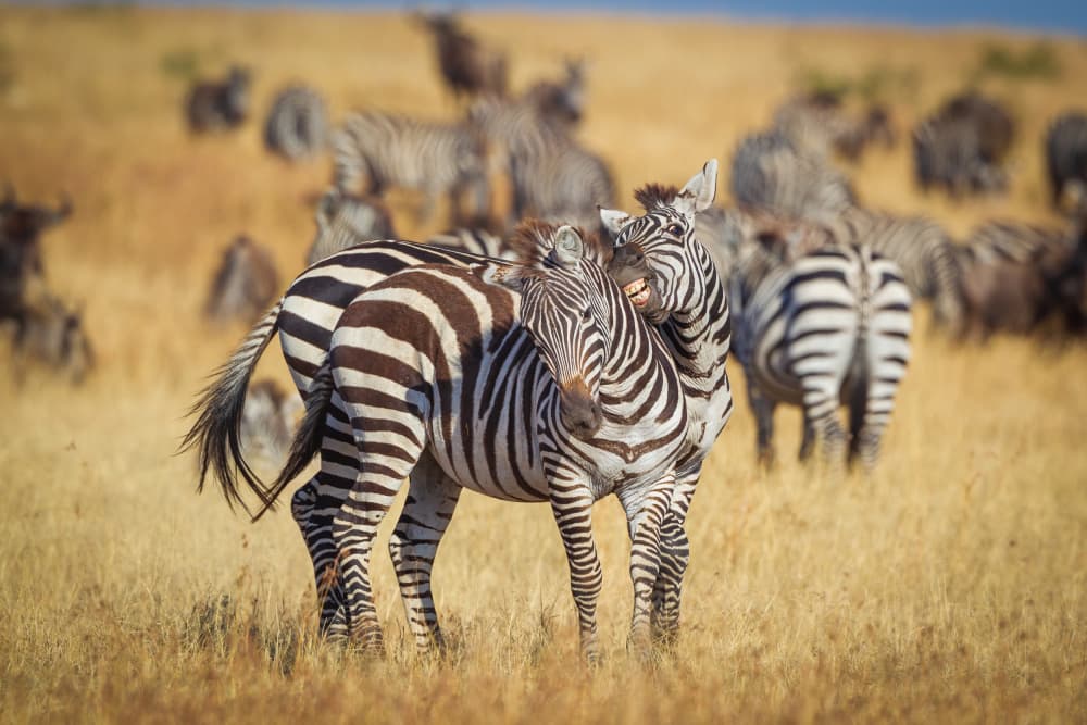 Nuzzling Zebras In Savanna by Jeffrey C. Sink — canvas wall art
