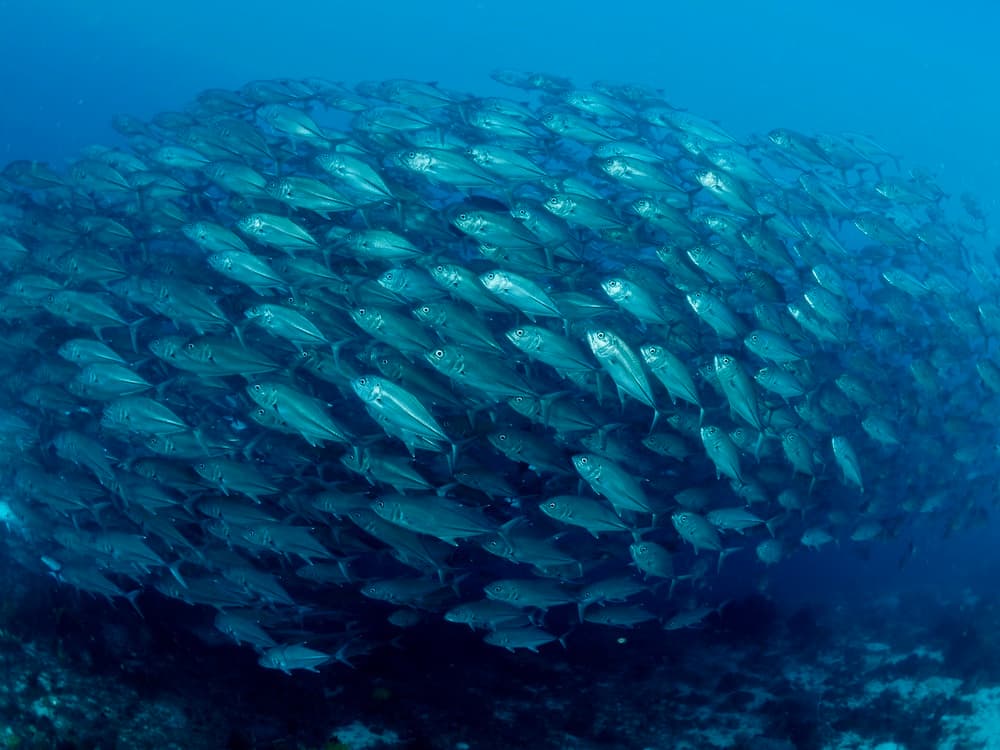 School Of Fish Swirl by Ilan Ben Tov — canvas wall art