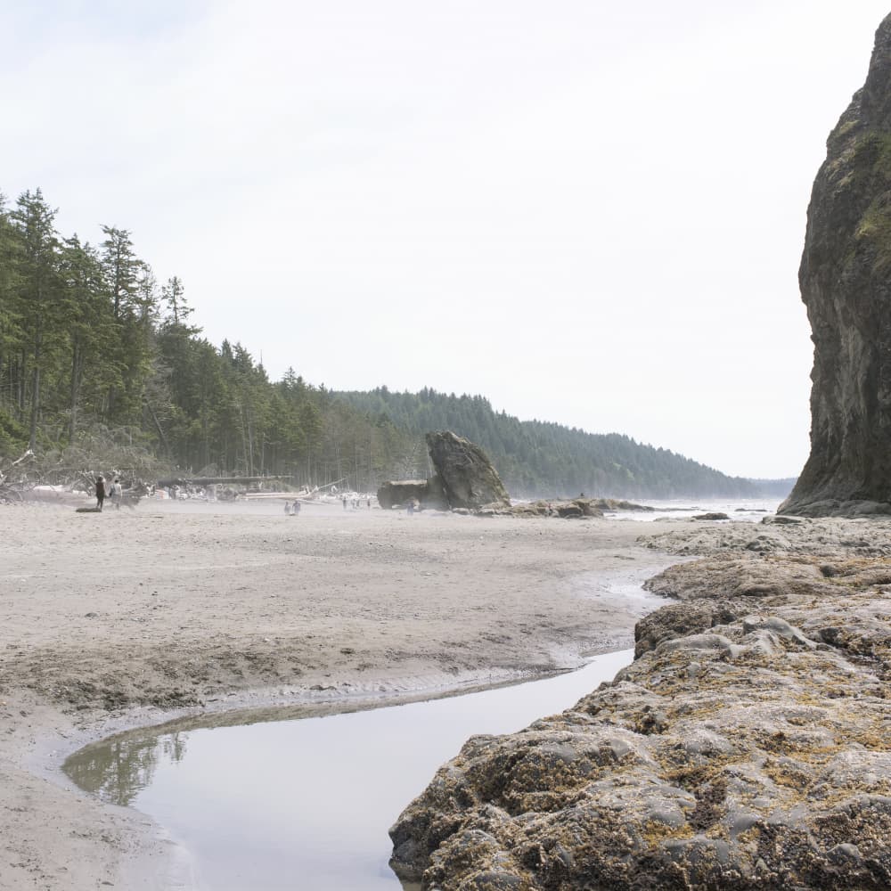 Coastal Forest Beach by Lynann Colligan — canvas wall art