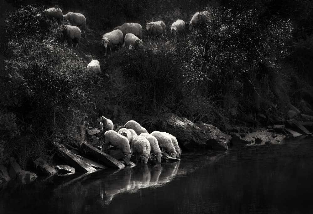 Monochrome Sheep Drink by Hans-Wolfgang Hawerkamp — canvas wall art