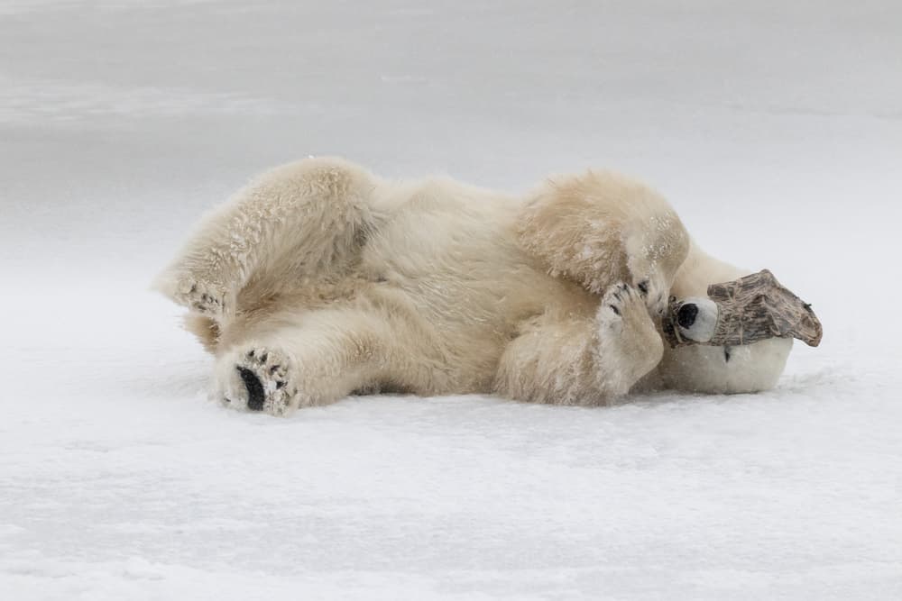 Playful Polar Cub by Alessandro Catta — canvas wall art