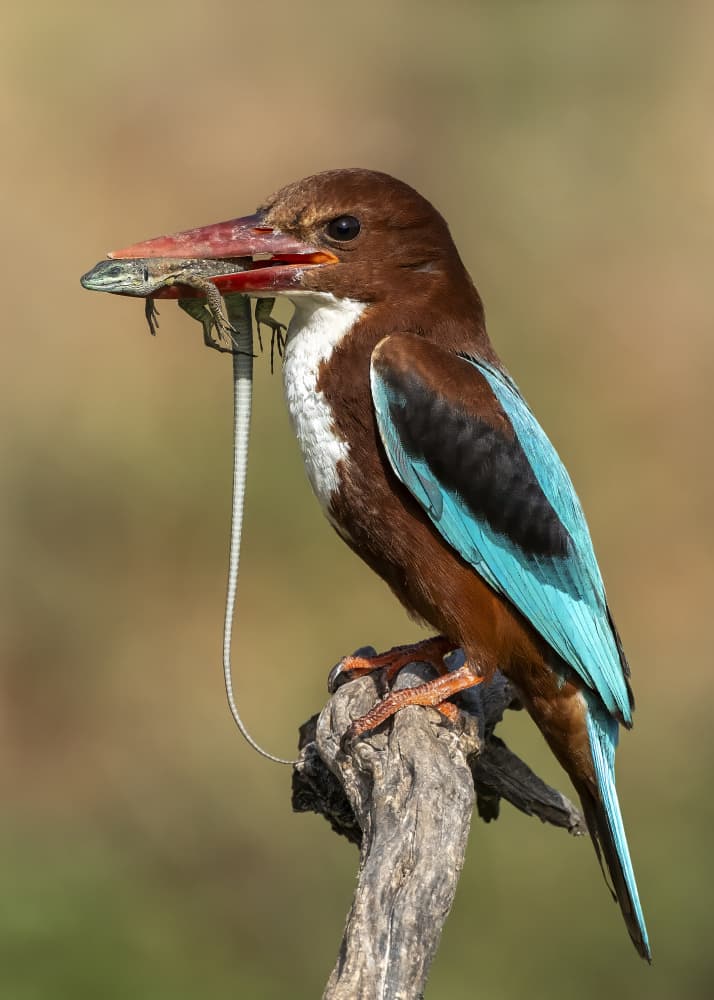 Kingfisher Hunts Lizard by Eyal Amer — canvas wall art