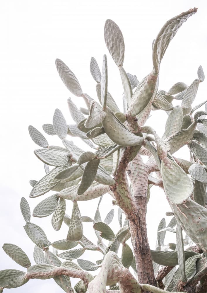 Cactus Whispers by Shot by Clint — canvas wall art