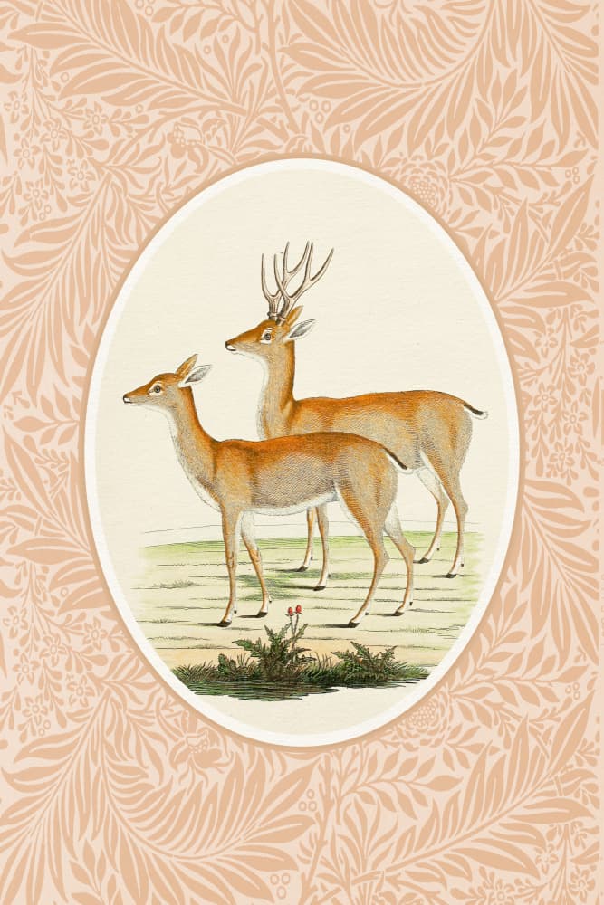 Gentle Woodland Deer by Wild Violets — canvas wall art