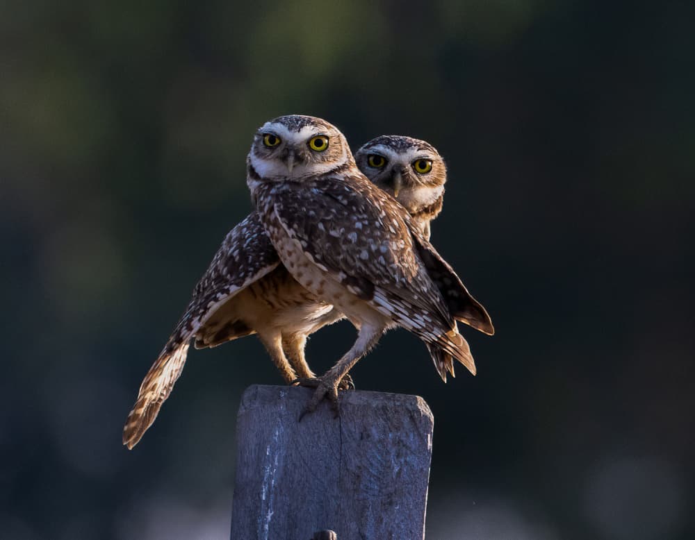 Watchful Owl Pair by Liwen Tao — canvas wall art