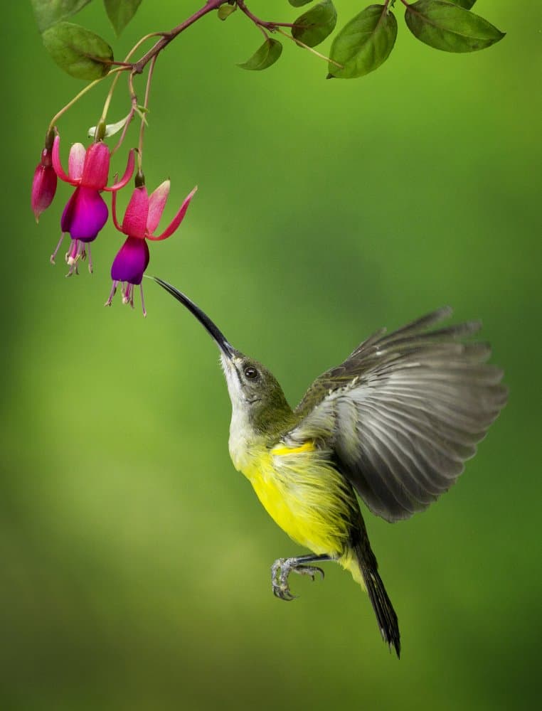 Sunbird Feeding Fuchsia by Angela Muliani Hartojo — canvas wall art