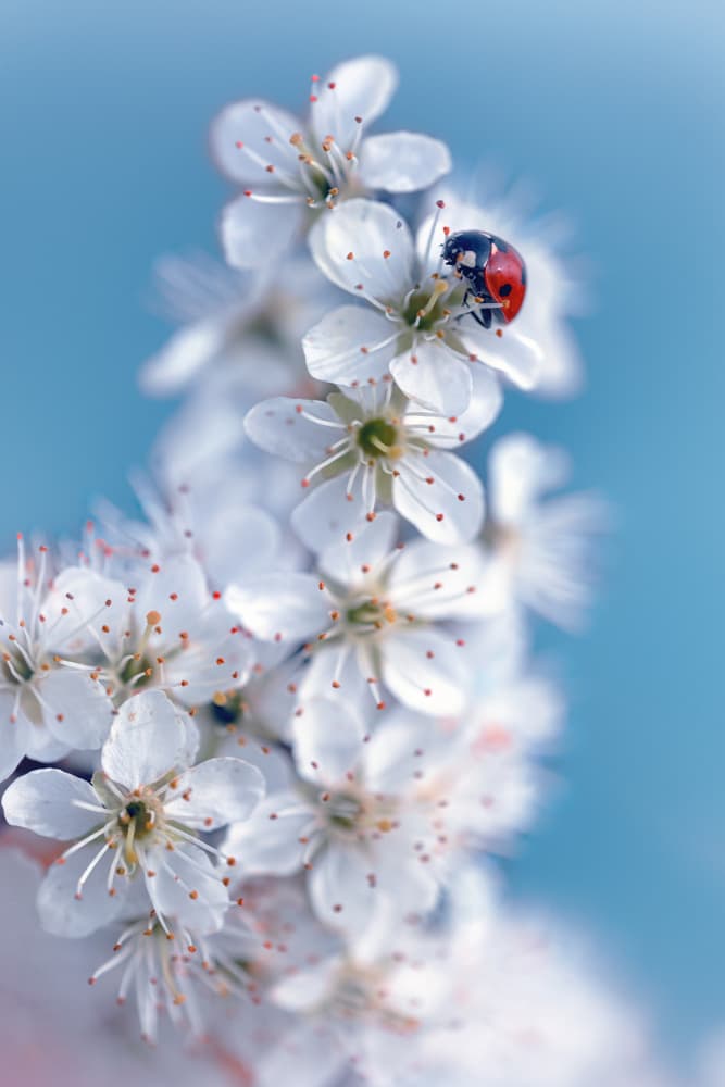 Ladybug's Spring Blossoms by Fabrizio Daminelli — canvas wall art