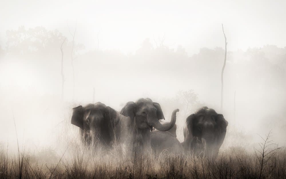 Three Elephants In Mist by swapnil deshpande — canvas wall art