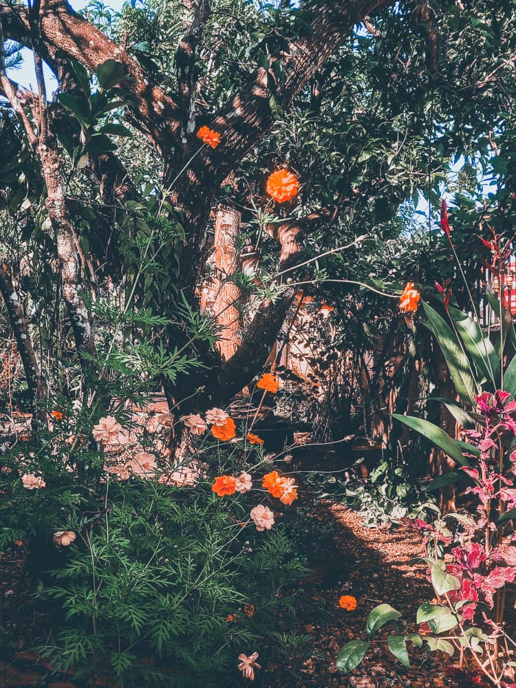 Orange Cosmos Garden by Josie George — canvas wall art