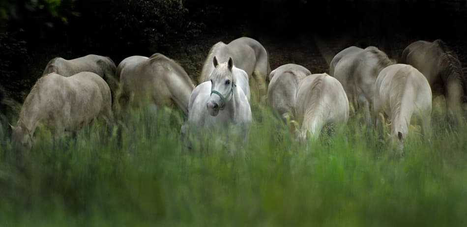 White Horses Grazing by Milan Malovrh — canvas wall art