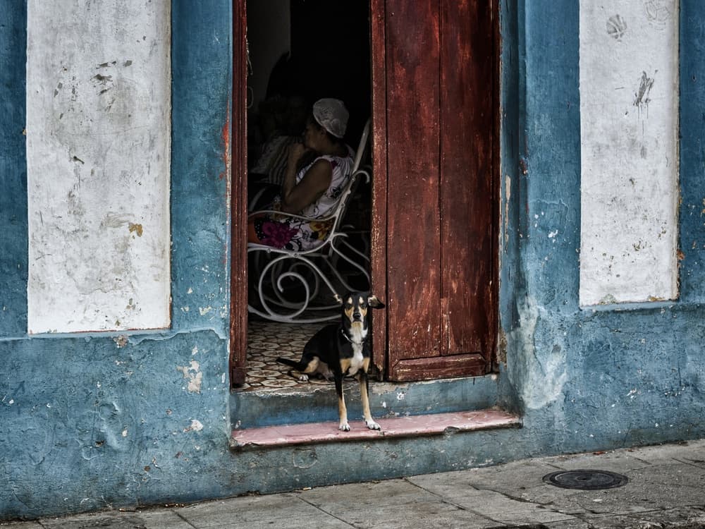 Blue Wall Street Dog by Pavol Stranak — canvas wall art