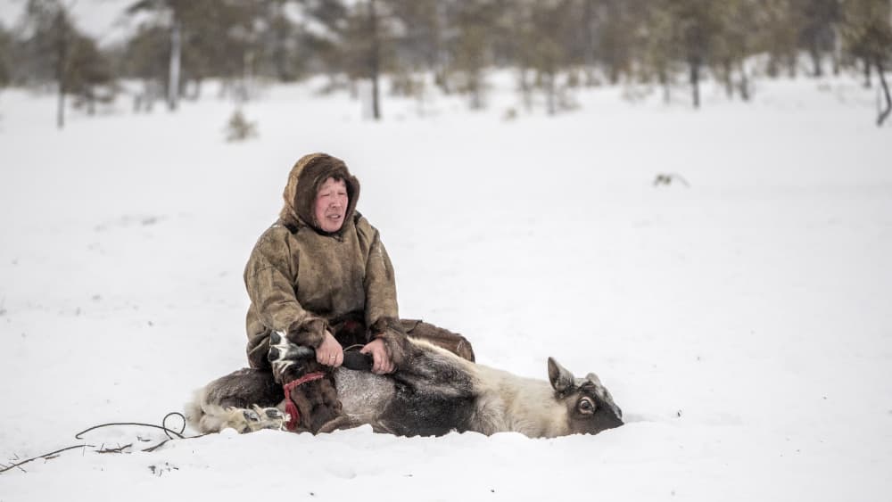 Winter Reindeer Herder by Marcel Rebro — canvas wall art