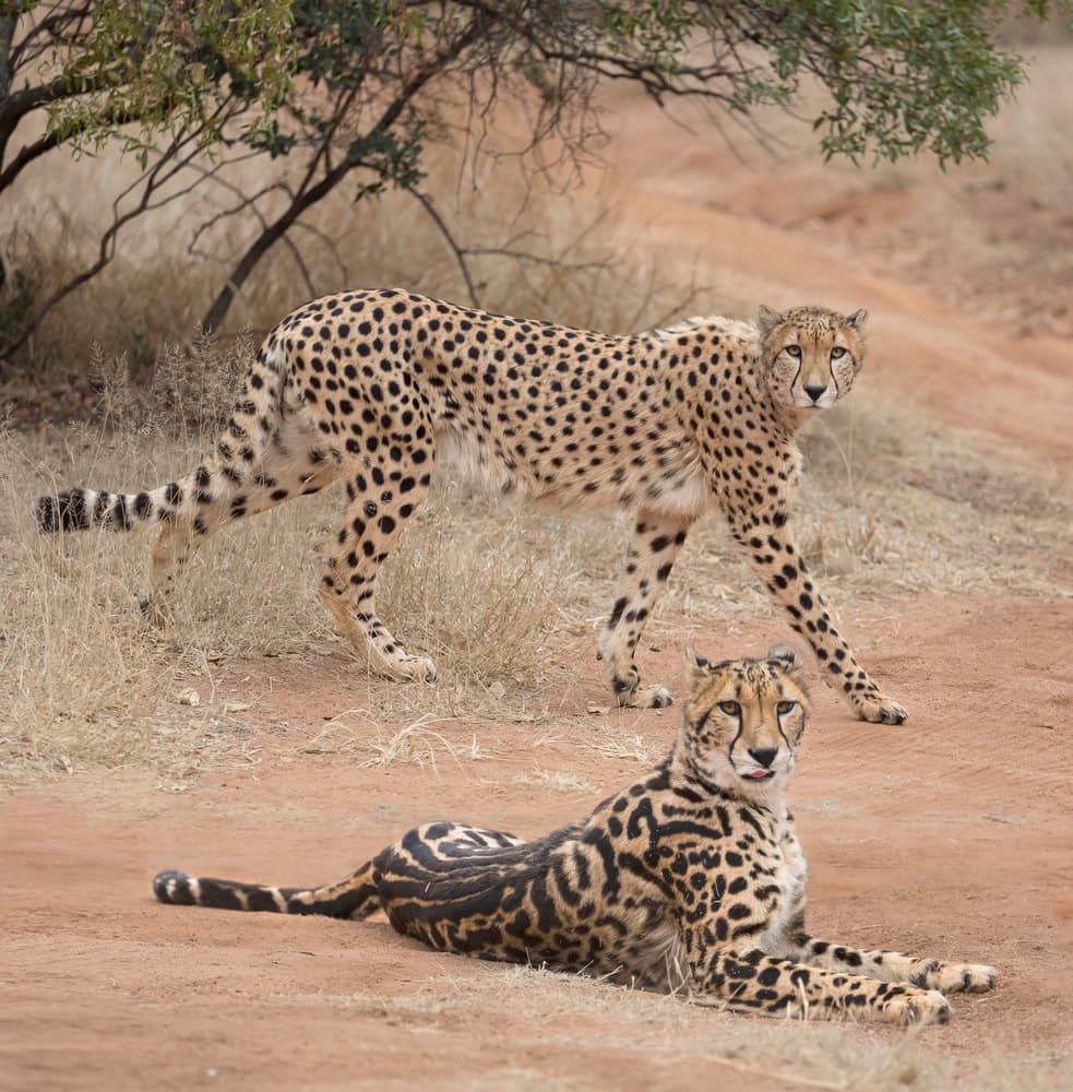 Rare King Cheetah Pair by Greg Barsh — canvas wall art