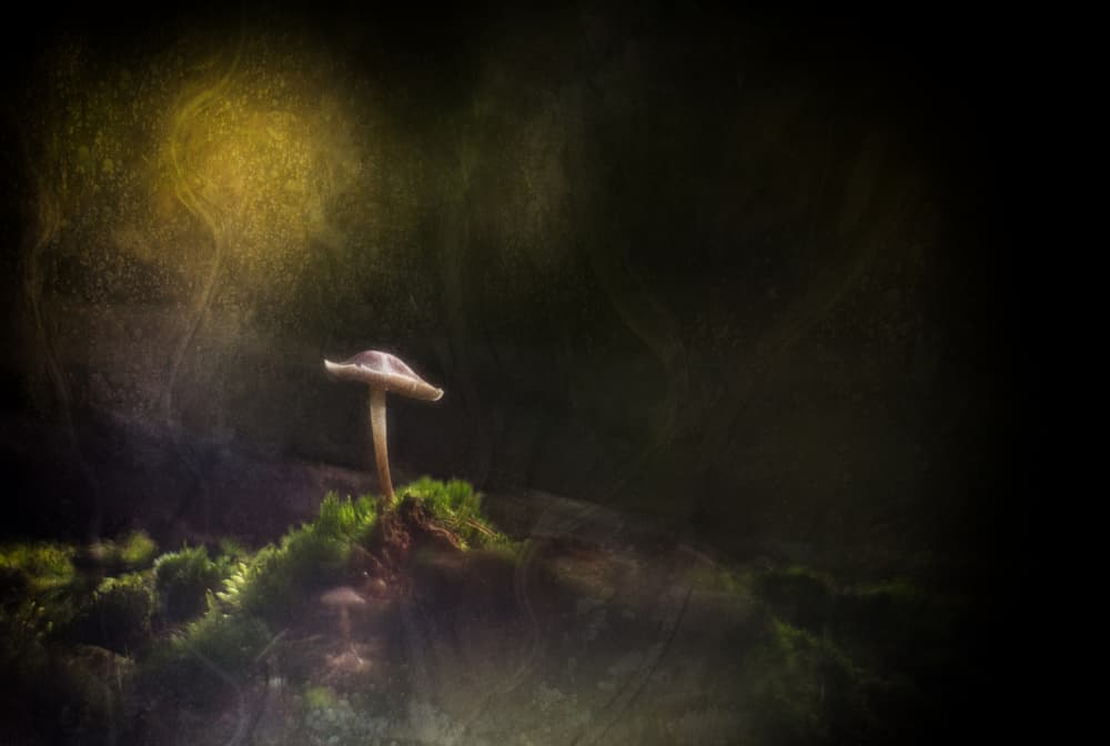 Mushroom in Golden Light by Jan van der Linden — canvas wall art