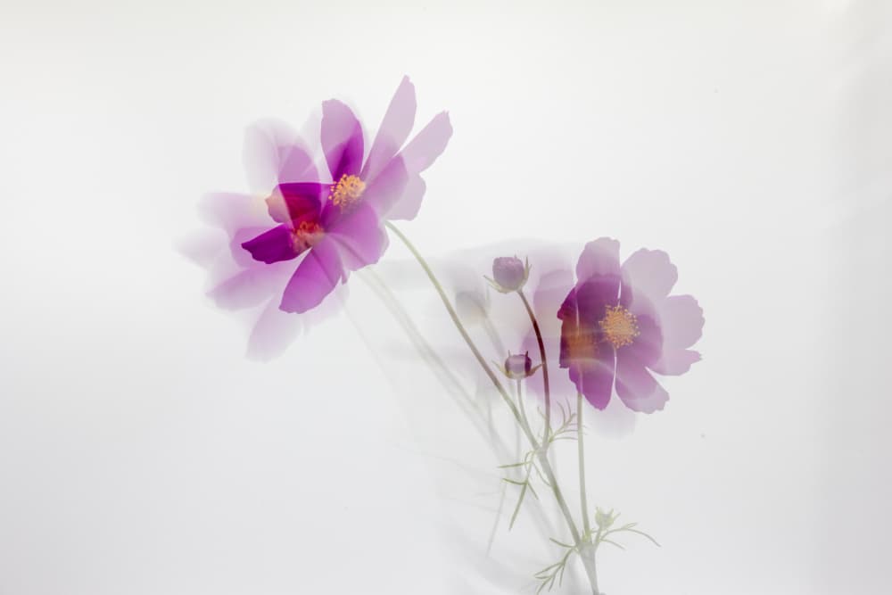 Dreamy Cosmos Flowers by Cheryl Eagers — canvas wall art