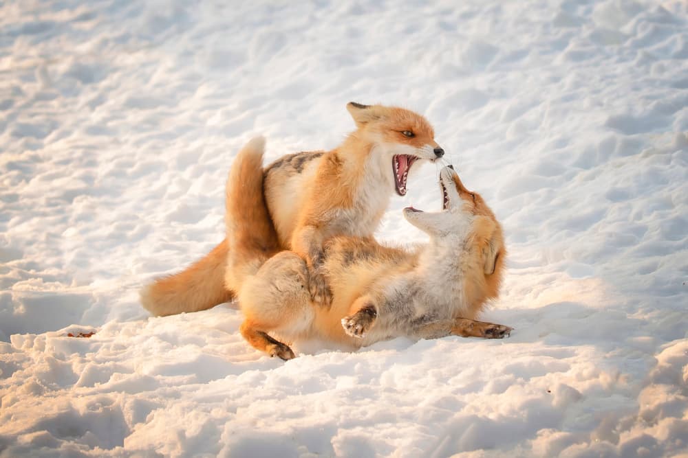 Wild Foxes Play by Fion Wong — canvas wall art