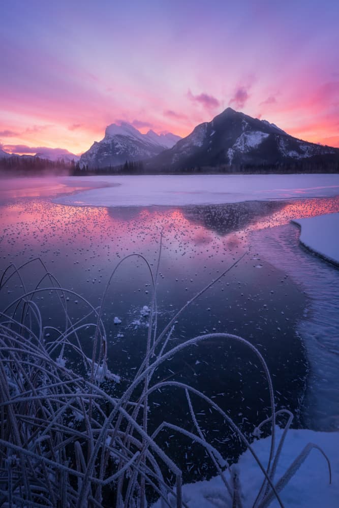 Frosted Reeds Pink Sky by Yongnan Li (李永男) — canvas wall art