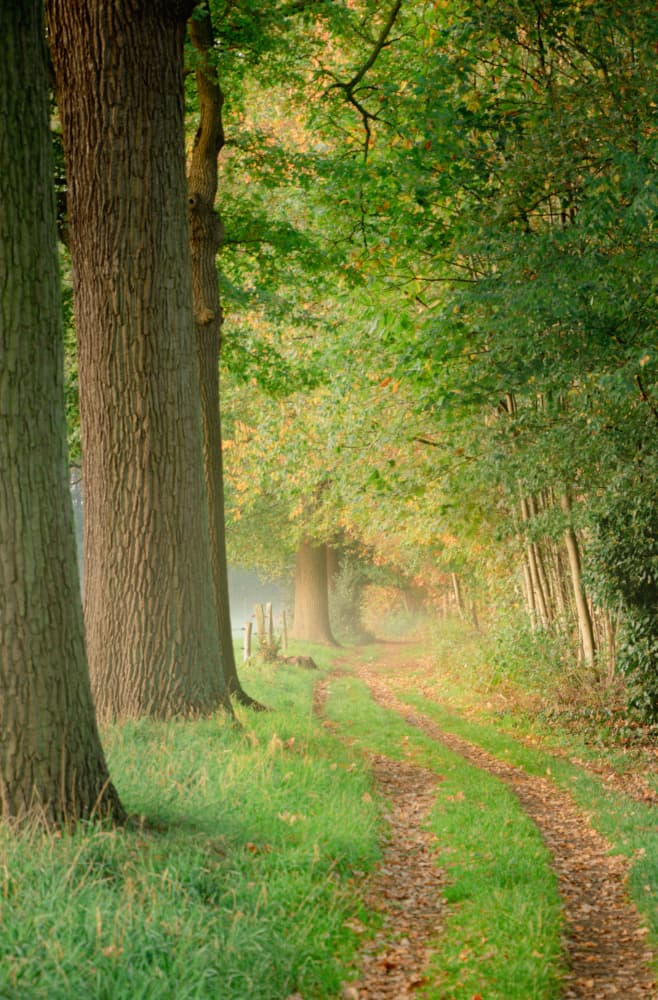 Misty Forest Path by Anke Sol — canvas wall art