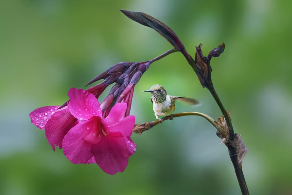 Hummingbird On Pink Bloom by Qing Zhao — canvas wall art