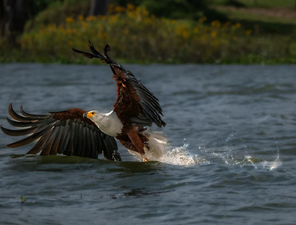 African Fish Eagle Splash by Allen SDCA — canvas wall art
