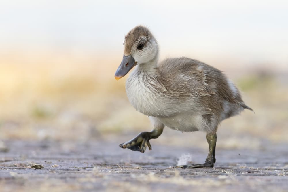 Little Duckling Walking by Paolo Bolla — canvas wall art