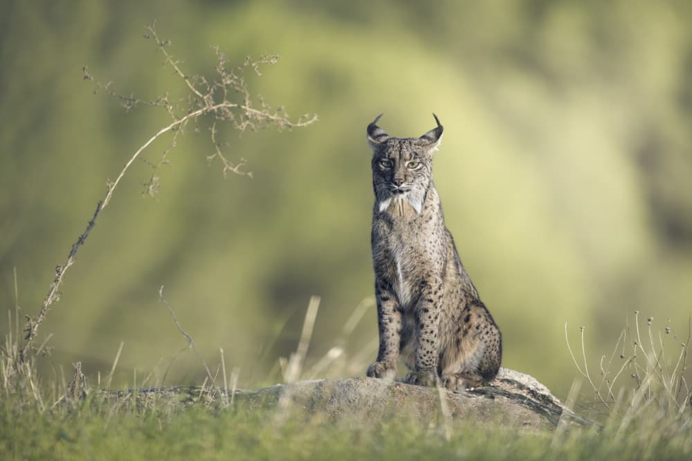 Watchful Wild Lynx by David Martin Castan — canvas wall art