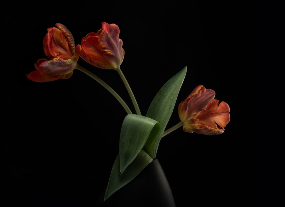 Dramatic Red Tulips by Lotte Grønkjær — canvas wall art