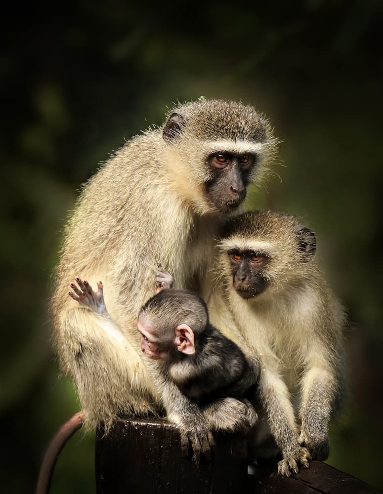 Tender Monkey Family by Gaby Grohovaz — canvas wall art
