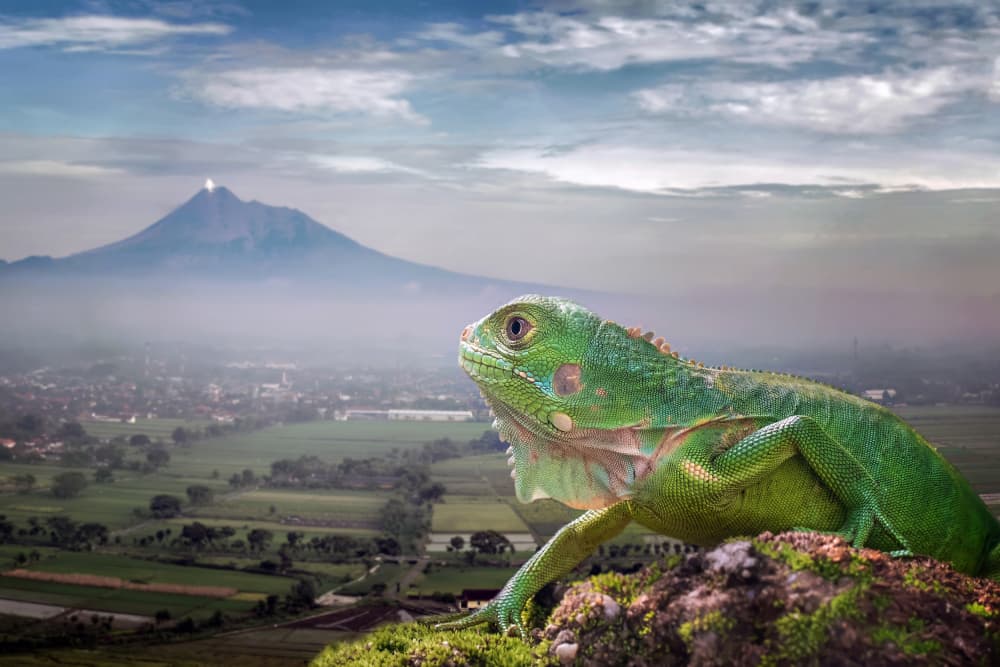 Green Iguana Mountain View by Fauzan Maududdin — canvas wall art