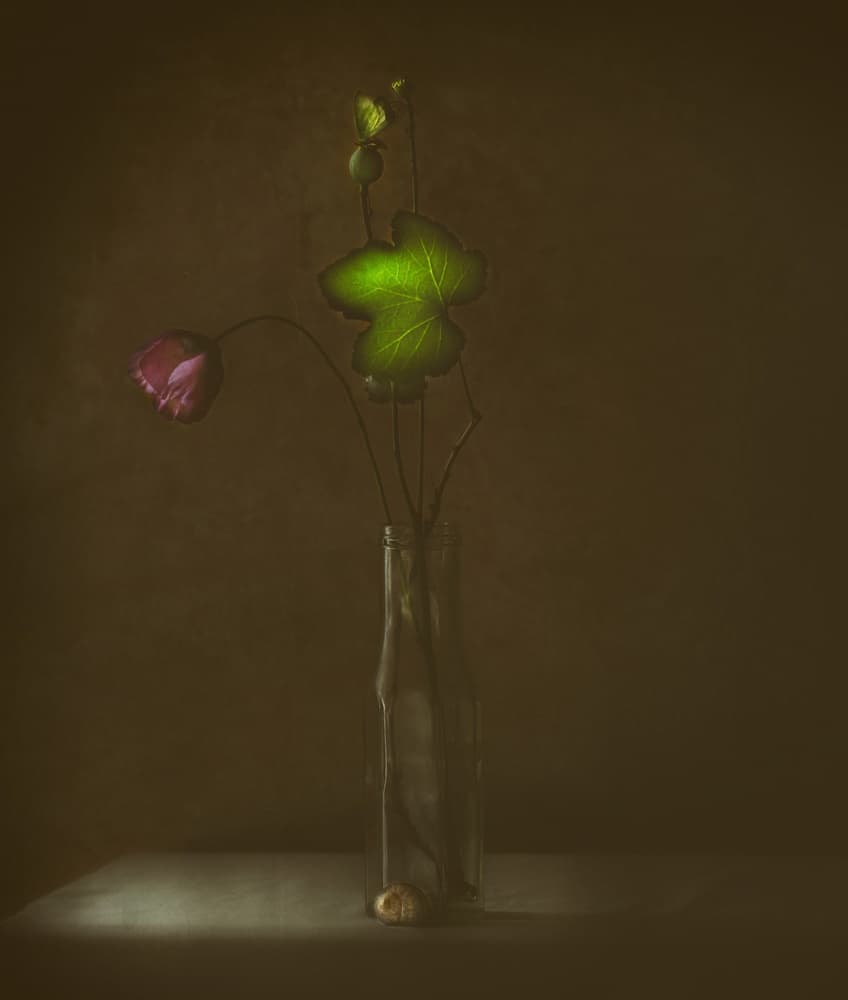 Quiet Bloom and Leaf by Delphine Devos — canvas wall art