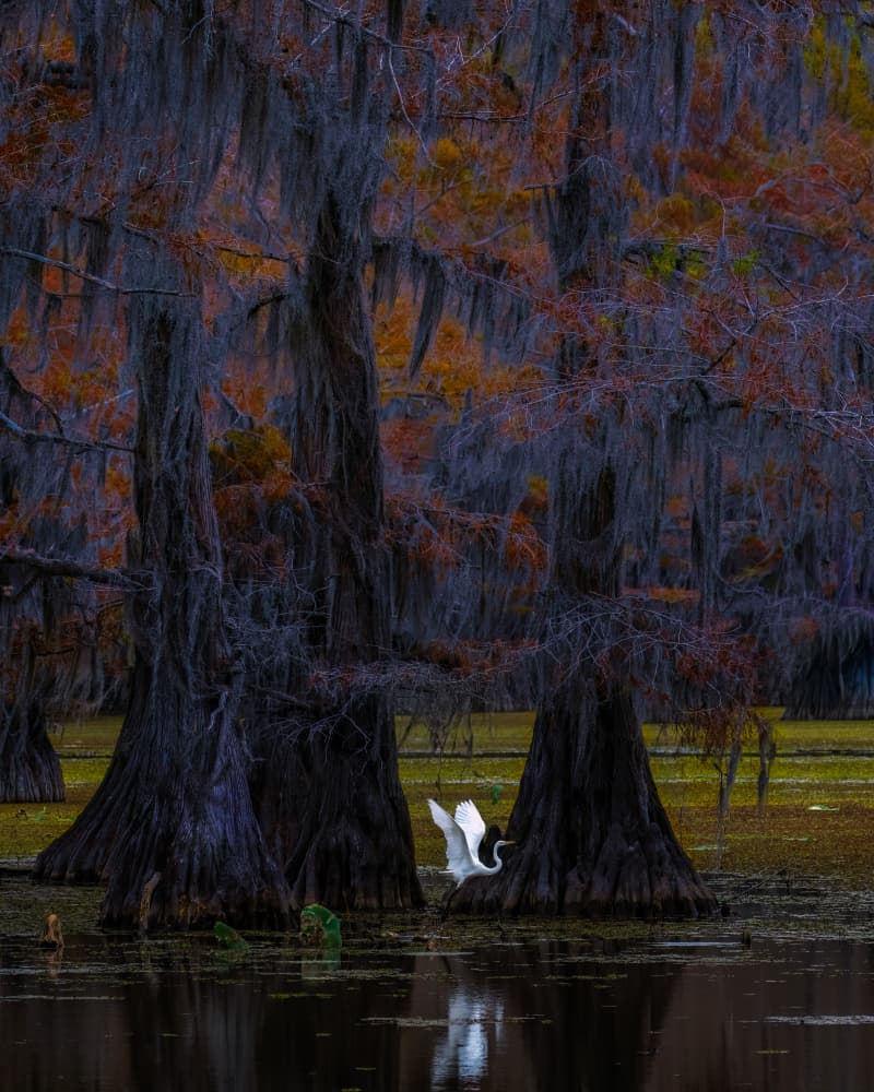 Autumn Swamp Egret Flight by Hanping Xiao — canvas wall art