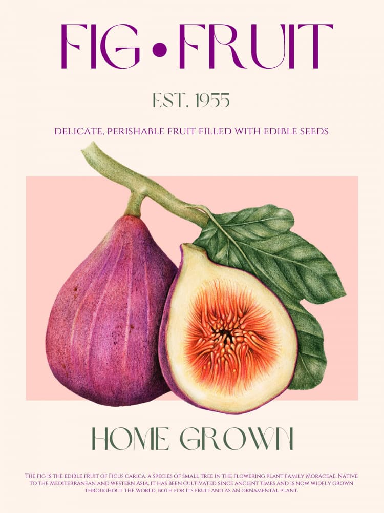 Ripe Fig Illustration by Nazma Khokhar — canvas wall art