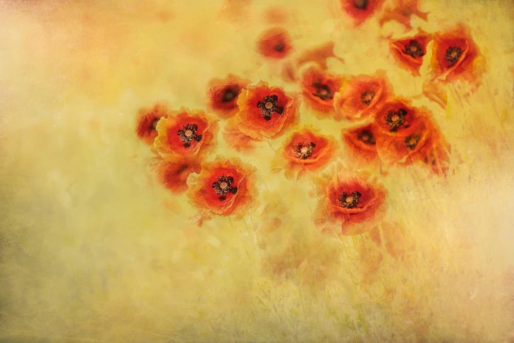 Summer feeling by Nel Talen — canvas wall art