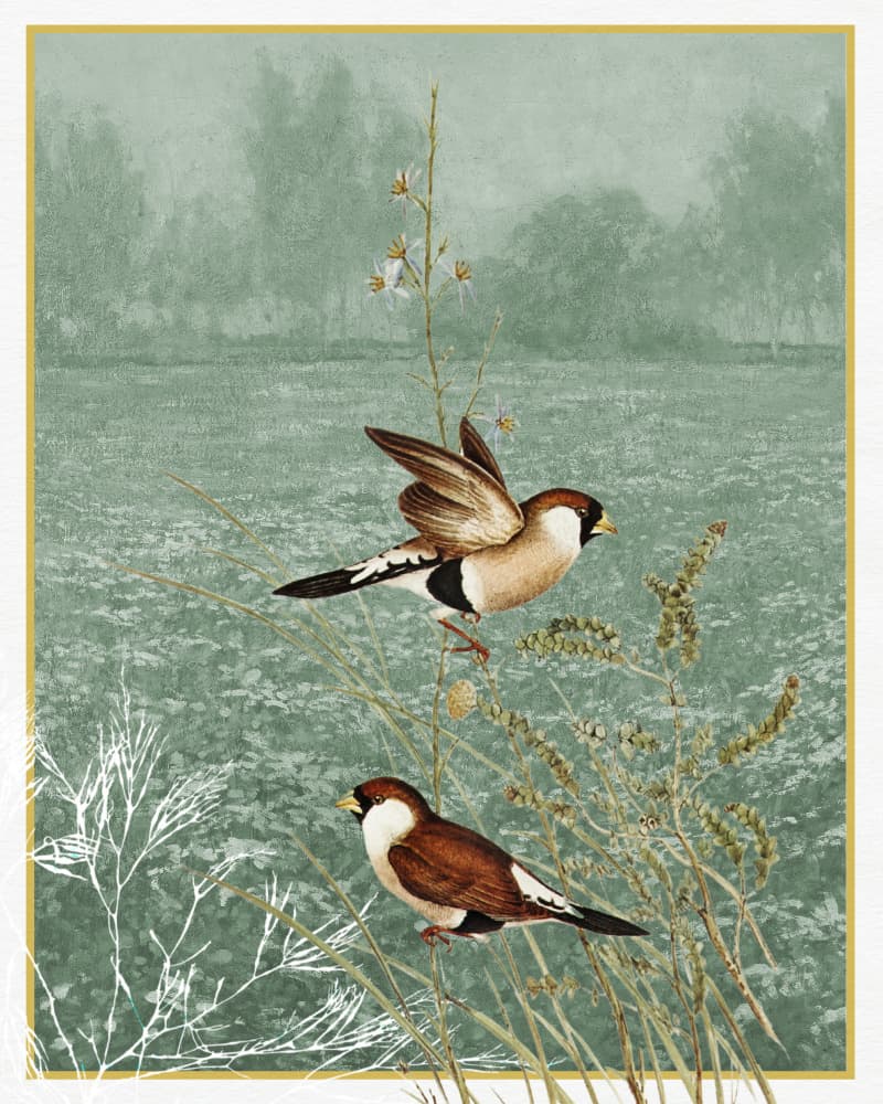 Meadow Finches Flying by Wild Violets — canvas wall art