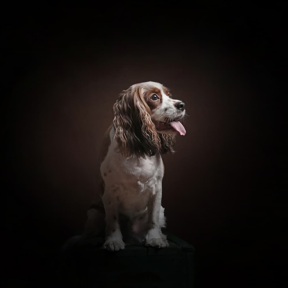 Elegant Spaniel Portrait by Moein Hasheminasab — canvas wall art