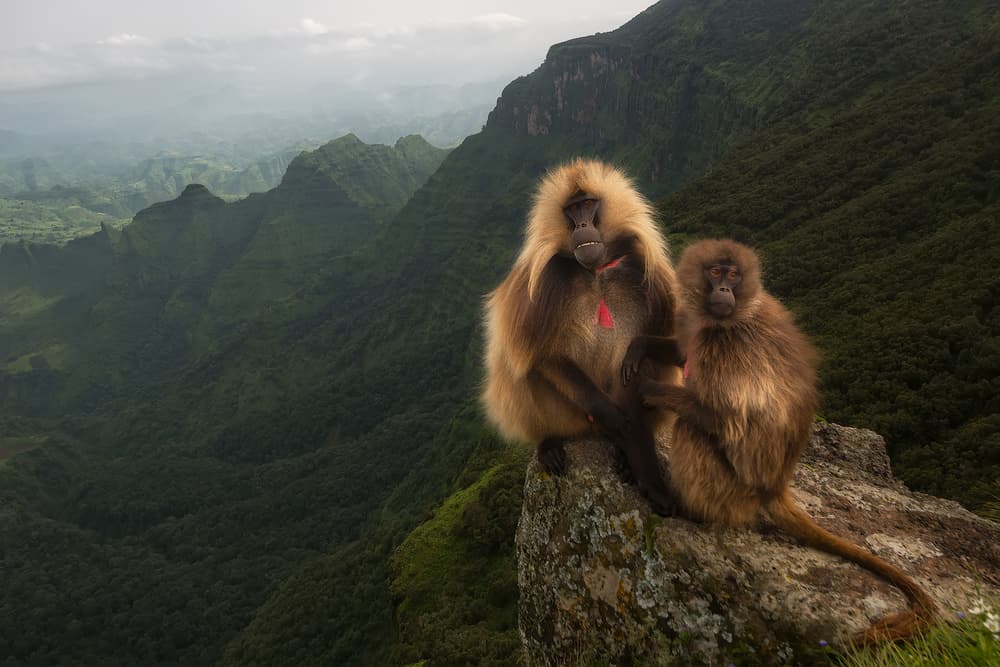 Gelada Baboons Perched by Roberto Marchegiani — canvas wall art