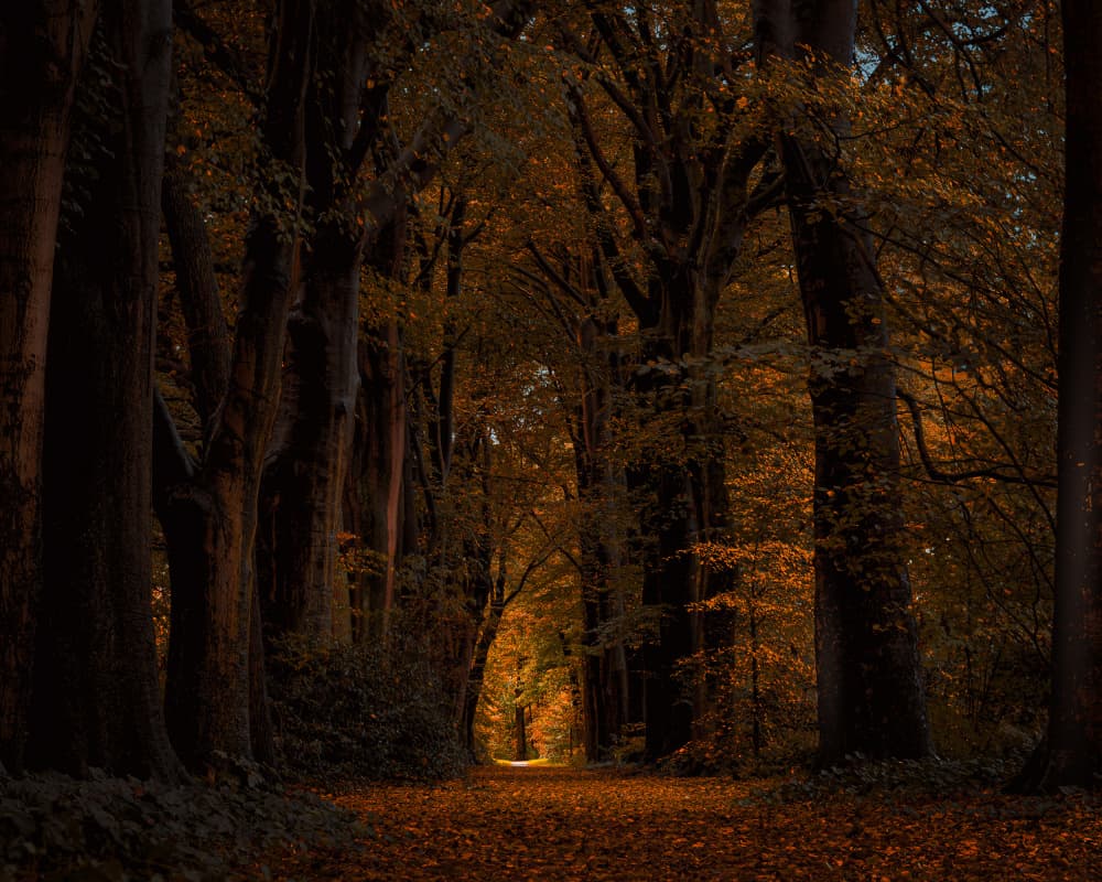 Golden Autumn Forest Path by Gert J ter Horst — canvas wall art