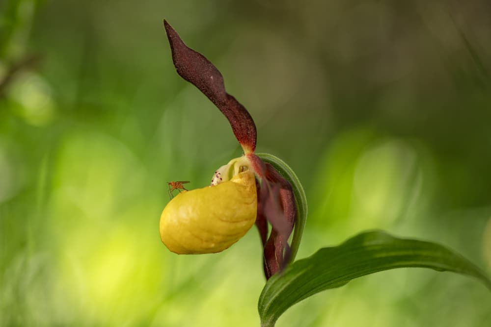 Elegant Yellow Slipper by TONY GORAN — canvas wall art
