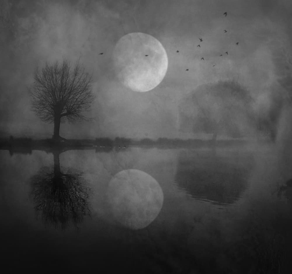 Moon Tree Reflection by Robert Fabrowski — canvas wall art