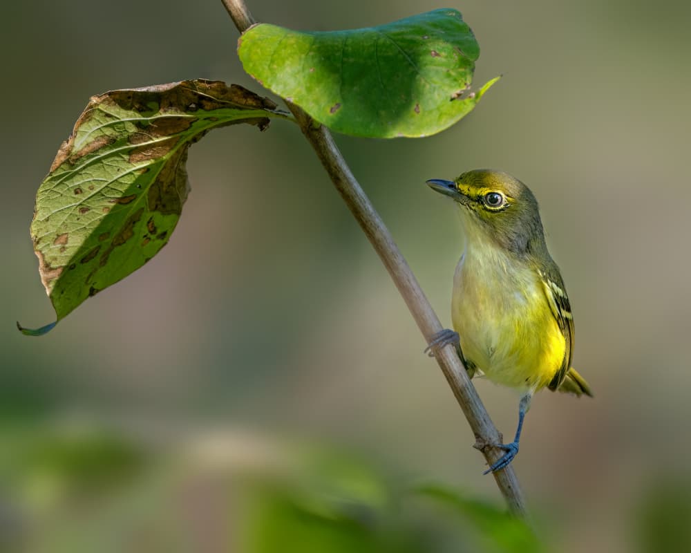 Small Green Bird by Jacob (Jian) Xu — canvas wall art