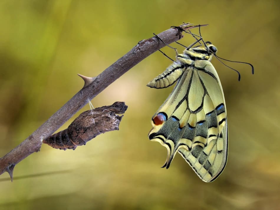 Butterfly Metamorphosis by Jimmy Hoffman — canvas wall art