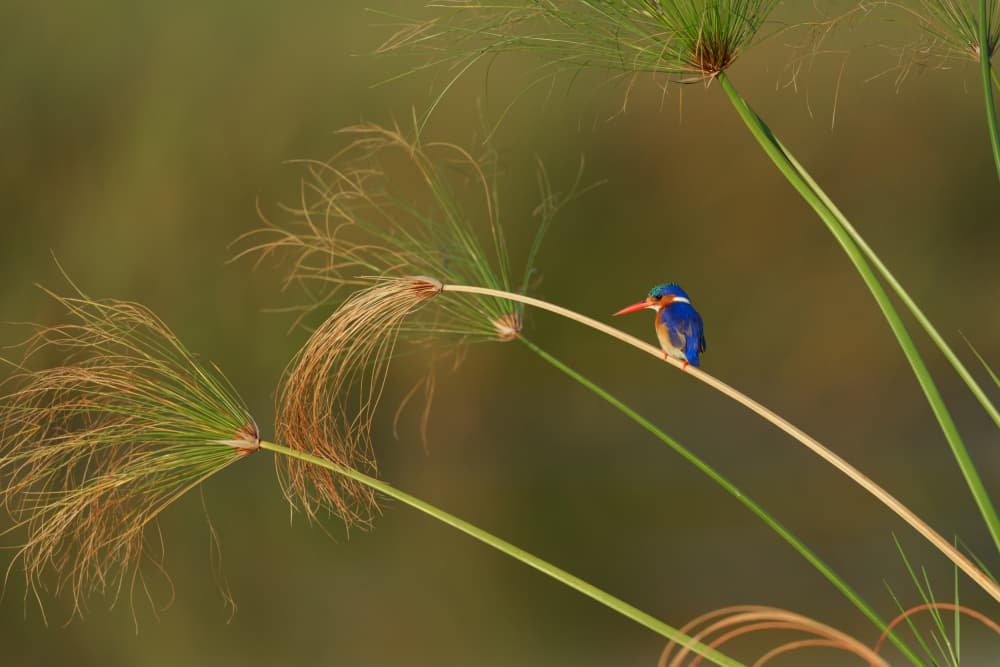 Blue Kingfisher on Papyrus by Etienne Steenkamp — canvas wall art